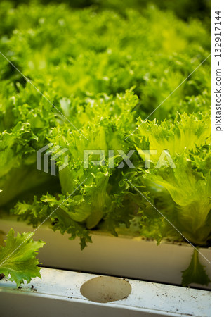 Hydroponics greenhouse hosts rows of lettuce in pots, ideal for sustainable grow. Soil free tech Hydroponics greenhouse hosts rows of lettuce in pots, ideal for sustainable grow. Soil free tech 132917144