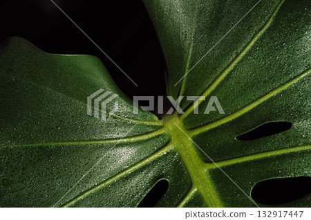 Green monstera foliage with wet glossy surface 132917447