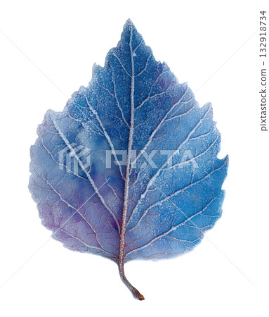 Frozen Autumn Leaf 132918734