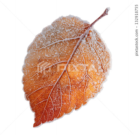 Frozen Autumn Leaf 132918755