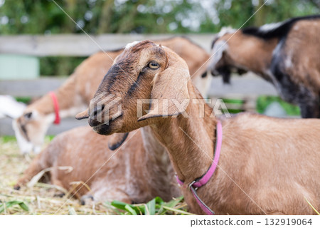 cute animal brown goat in nature in countryside 132919064