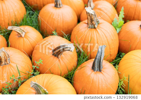 autumn decorations many ripe pumpkins for halloween autumn decorations many ripe pumpkins for halloween 132919068