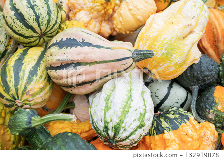 background wallpaper from varieties and types of pumpkins small many on the market in the store background wallpaper from varieties and types of pumpkins small many on the market in the store 132919078