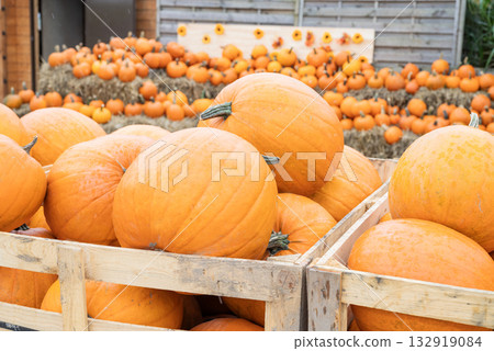 autumn decorations many ripe pumpkins for halloween autumn decorations many ripe pumpkins for halloween 132919084