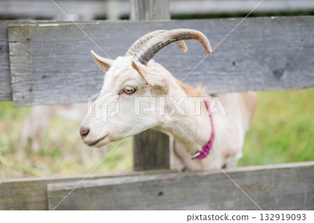 cute animal goat with horns in nature in the countryside cute animal goat with horns in nature in the countryside 132919093
