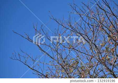winter image winter image 132919196