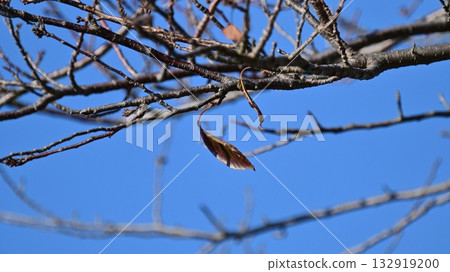 winter image 132919200