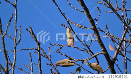 winter image winter image 132919201