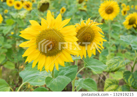 Nature field view with sunflower flowers Nature field view with sunflower flowers 132919215