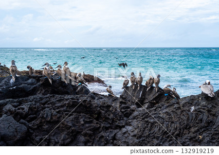 Blue-footed booby and pelican on volcanic rocks, Isabela Island, Galapagos, Ecuador Blue-footed booby and pelican on volcanic rocks, Isabela Island, Galapagos, Ecuador 132919219