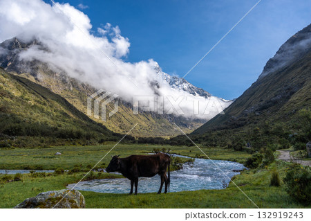 Cow standing by a river with mountains on the Laguna 69 trek, Peru 132919243