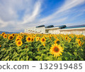 A sunflower blooming in autumn 132919485