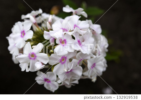 Light pink phlox flowers. A bunch of small flowers in the garden. 132919538