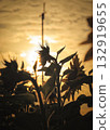 Sunflowers illuminated by the autumn sunset 132919655