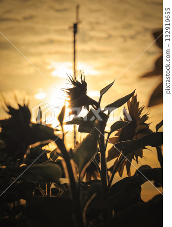 Sunflowers illuminated by the autumn sunset Sunflowers illuminated by the autumn sunset 132919655