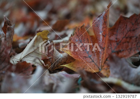 Maple leaves on the ground with raindrops 132919787