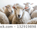 Flock of sheep grazes peacefully in a rustic farm setting alive with nature. Detailed closeup of brown and white sheep herd. Concept of sheep farming and herding. Open-air sheepfold. Farmhouse 132919898