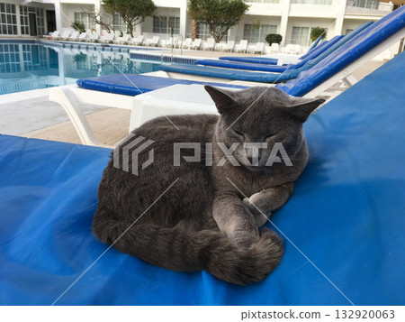 Gray cat sleeping on blue sunbed near swimming pool. Relaxation, leisure, and peaceful coexistence of animals in urban environment. 132920063
