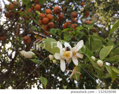 Bee pollinating white citrus flower. Ecology, biodiversity, and environmental balance through insect activity. 132920096