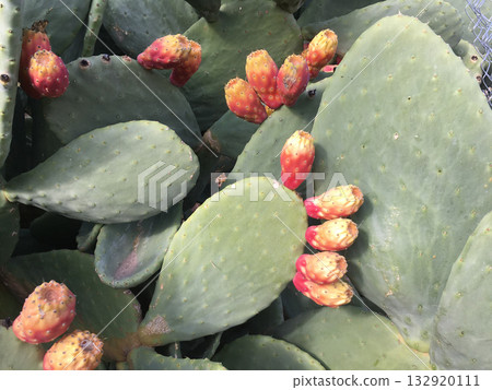 Ripe prickly pears on green cactus pads. Nature resilience, Mediterranean vegetation, and harmony of survival in arid land. 132920111