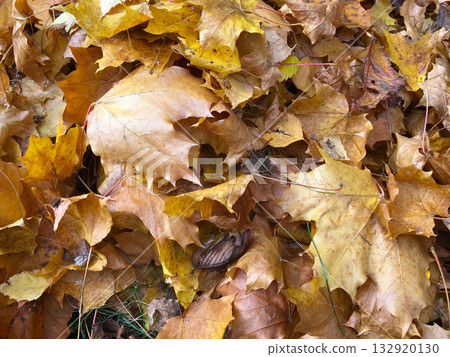 Autumn maple leaves on the ground. Change, time, and transformation through the cycle of nature and color. Autumn maple leaves on the ground. Change, time, and transformation through the cycle of nature and color. 132920130
