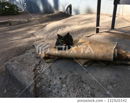 Black cat resting on an old carpet in a courtyard. Solitude, adaptation, and survival in an urban environment. Black cat resting on an old carpet in a courtyard. Solitude, adaptation, and survival in an urban environment. 132920142