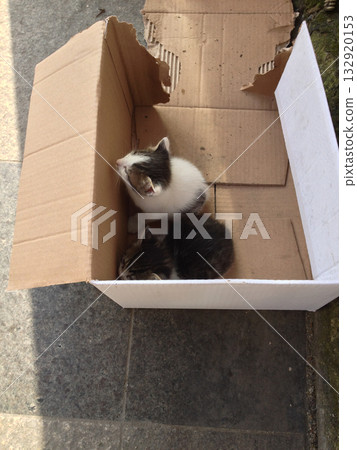 Two kittens resting in a cardboard box. Symbol of vulnerability, tenderness, and human compassion in urban street life. 132920153