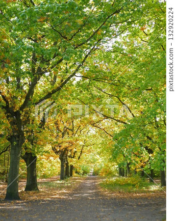 Autumn in Berlin: Beautiful autumn scenery I found while walking 132920224