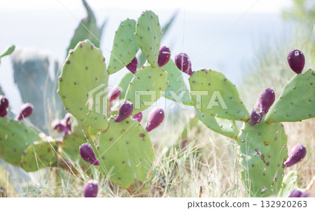 green prickly cactus Opuntia ficus-indica in Zadar, Croatia 132920263