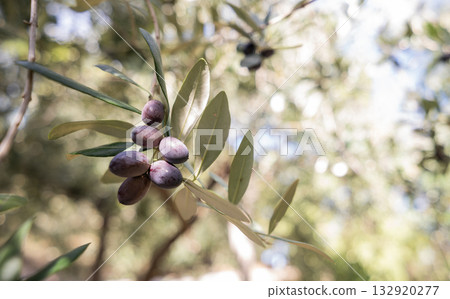 olives and olive trees growing on a plantation with leaves 132920277