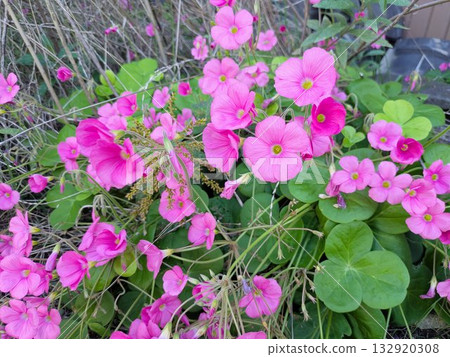 Vivid magenta pink wood sorrel clumps and clover leaves Vivid magenta pink wood sorrel clumps and clover leaves 132920308