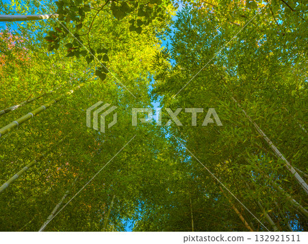 A bamboo forest and sunlight filtering through the trees under a clear autumn sky (Mukojima Hyakkaen, Sumida Ward, Tokyo) 132921511