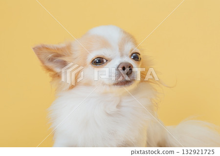 Chihuahua dog breed white with red color on a yellow background. Chihuahua dog breed white with red color on a yellow background. 132921725