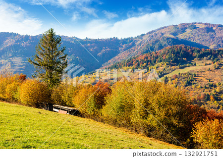 sunny autumn afternoon in mountain landscape. beautiful view of trees in fall foliage on the hillside. alps of carpathian countryside of ukraine on a sunny day under blue sky 132921751