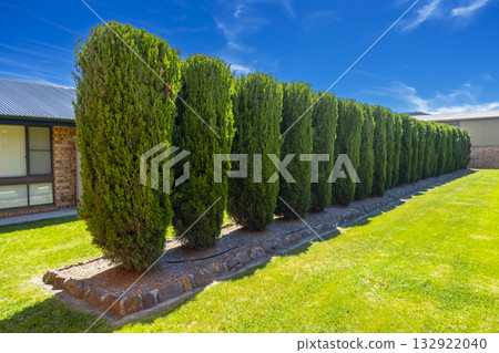 A row of evergreen Conifer Pine Trees in a domestic garden 132922040