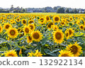 Vibrant sunflower field across rural farmland with golden blooms and lush green leaves 132922134