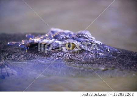 Siamese crocodile Crocodylus siamensis close-up. Small ripples in the water. 132922208