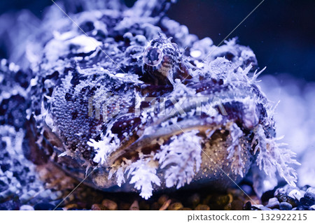 Sea raven fish swim underwater. Sea raven fish swim underwater. 132922215
