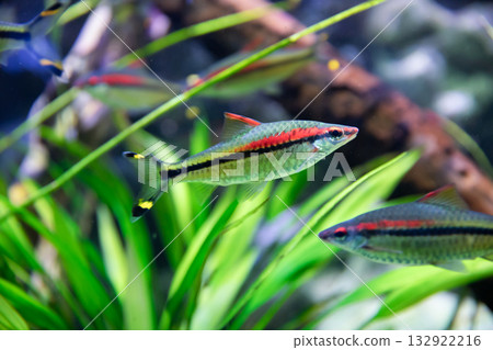 Denison barb fish in the aquarium. 132922216