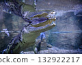 A Siamese crocodile Crocodylus siamensis surfaced. A view of the crocodile underwater. 132922217
