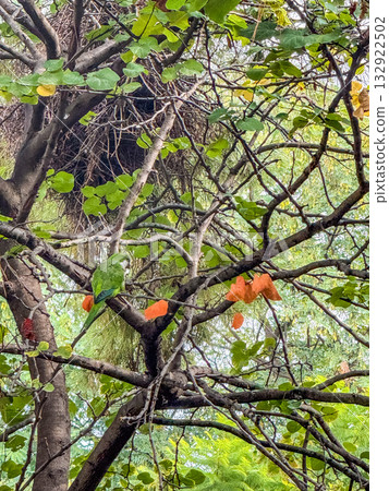 Green Parrot Sitting on Tree Branch near Large Nest in Urban Park Green Parrot Sitting on Tree Branch near Large Nest in Urban Park 132922502