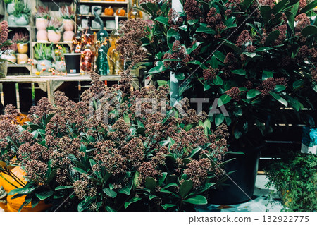 Potted Skimmia japonica plants with dense buds arranged in a winter garden retail setting. Evergreen styling, cold-season plant decor, frost-hardy gardening, low-maintenance greenery Potted Skimmia japonica plants with dense buds arranged in a winter garden retail setting. Evergreen styling, cold-season plant decor, frost-hardy gardening, low-maintenance greenery 132922775