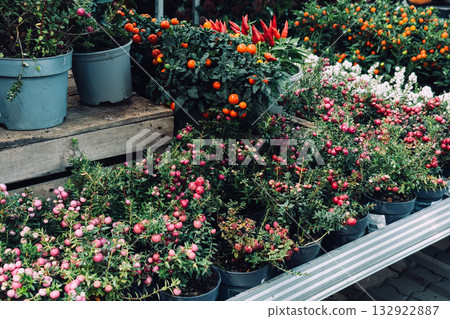 Assorted ornamental chili plants and berries arranged in pots for sale outdoors. Edible decor, urban gardening, colorful produce display, seasonal plant styling 132922887