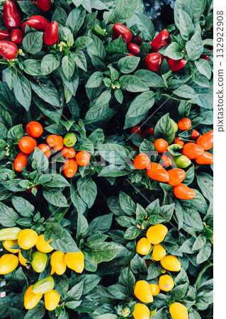 Clusters of ornamental chili plants in red, orange, and yellow shades used as decorative houseplants. Tropical visual influence, spicy decor accents, bold plant styling, maximalist greenery movement 132922908