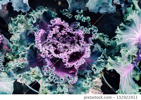 Close-up of a purple and green ornamental cabbage with curly layered leaves forming a rosette. Botanical structure, visual merchandising, sculptural plants, natural geometry 132922911