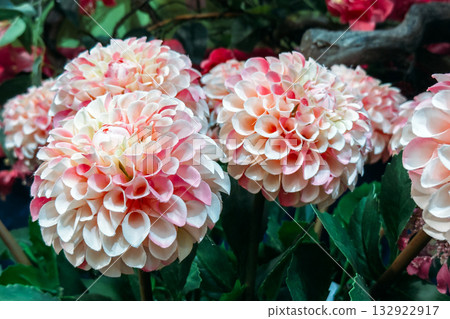 Close-up of light pink and white artificial dahlias in a decorative floral arrangement. Plastic waste, synthetic materials, visual realism, polyester pollution Close-up of light pink and white artificial dahlias in a decorative floral arrangement. Plastic waste, synthetic materials, visual realism, polyester pollution 132922917