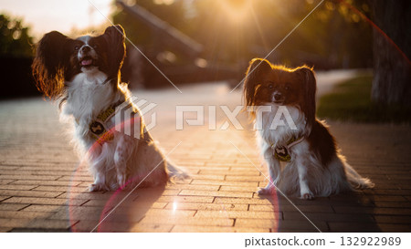 Papillon Dog in Summer Light 132922989