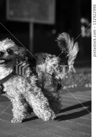 Black and white photo of a small dog joyfully running outdoors 132922998