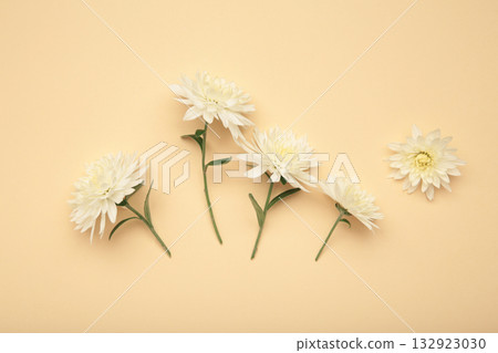 Flowers of Chrysanthemums on beige background. Autumn concept Flowers of Chrysanthemums on beige background. Autumn concept 132923030