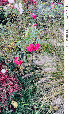 Vibrant autumn garden with pink roses, soft ornamental grass, and mixed perennial foliage Vibrant autumn garden with pink roses, soft ornamental grass, and mixed perennial foliage 132923210
